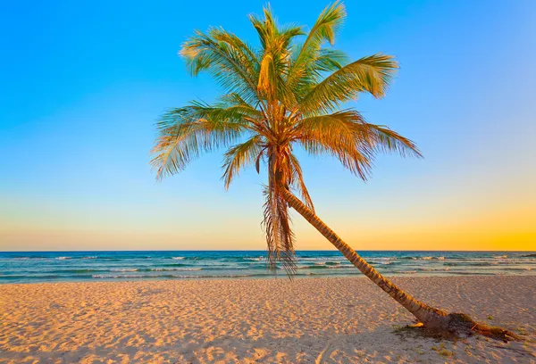 Tropical beach at sunset — Stock Photo, Image