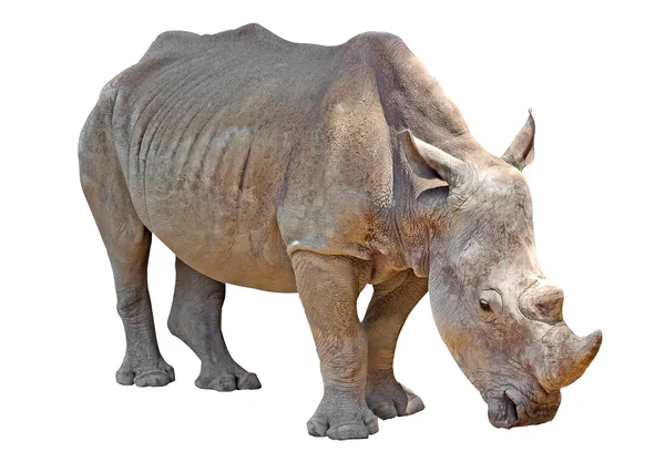 Rinoceronte isolato su bianco — Foto Stock