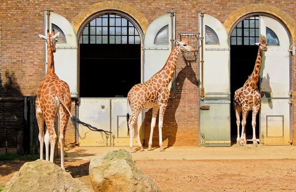 Giraffen op de london zoo in regent park — Stockfoto