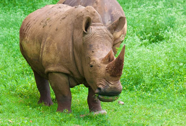 Rinoceronte al pascolo su un campo verde — Foto Stock