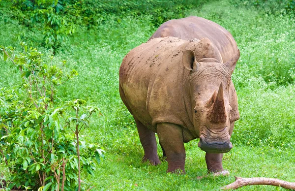 Носорог пасущийся на зеленом поле — стоковое фото