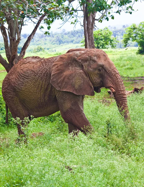 Elefant på en tropisk savann — Stockfoto