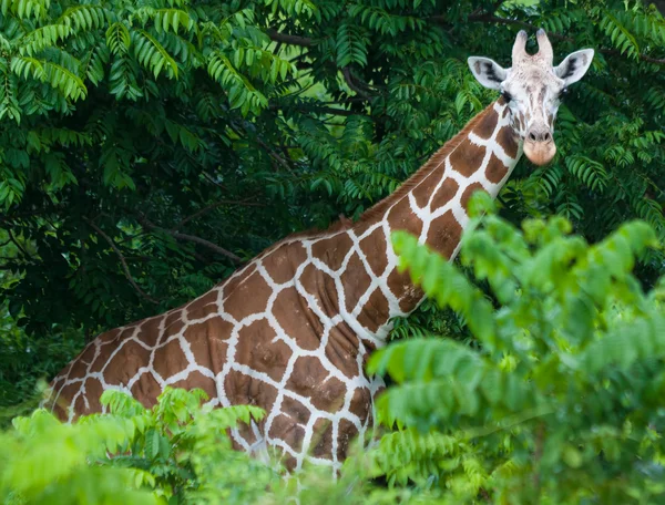 Giraffe op een tropische jungle — Stockfoto