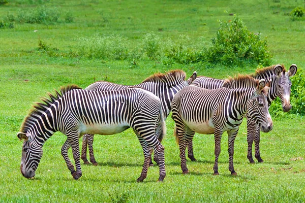 Zebras on a green savanna — Stock Photo, Image
