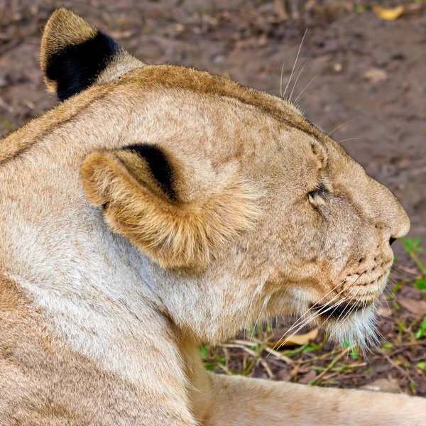 stock image Wild lion resting