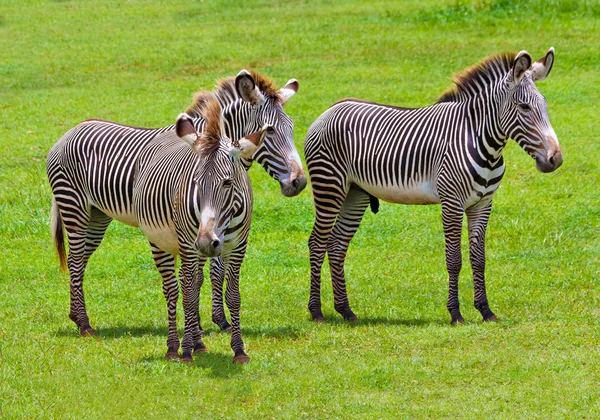 Wild zebras on a green savanna — Stock Photo, Image