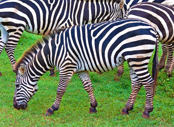 Дикие зебры на зеленой саванне — стоковое фото