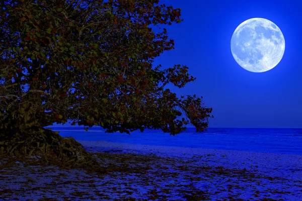 Дерево на тропічному пляжі освітлене місяцем вночі — стокове фото