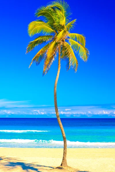 著名古巴的巴拉德罗海滩 — 图库照片