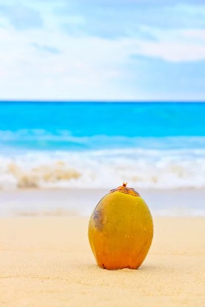 Кокос на прекрасном пляже на Кубе — стоковое фото