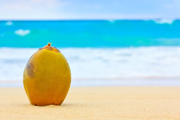 Coconut on a beautiful beach in Cuba — Stock Photo, Image