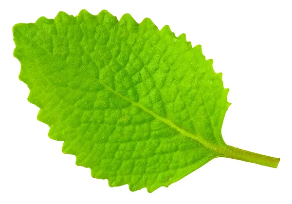 Green lef of oregano — Stock Photo, Image