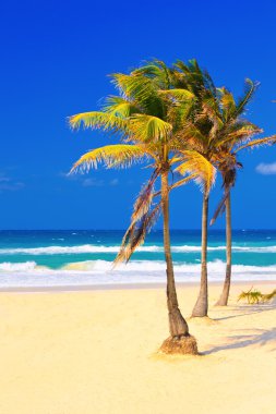 The beach in Cuba on a beautiful summer day clipart