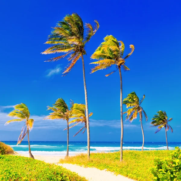 Küba'da sahilde güzel bir yaz gününde — Stok fotoğraf
