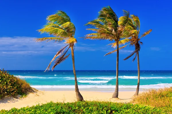La playa en Cuba en un hermoso día de verano —  Fotos de Stock