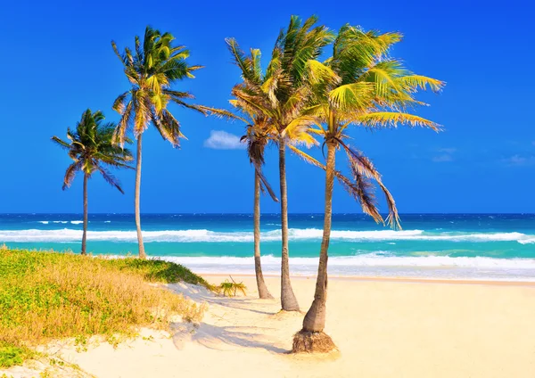 Plaża na Kubie w piękny letni dzień — Zdjęcie stockowe