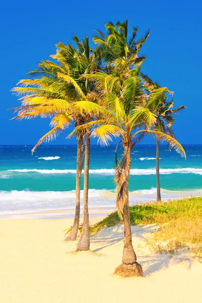 Der strand in kuba an einem schönen sommertag — Stockfoto