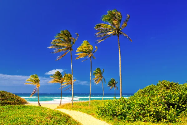 Der strand in kuba an einem schönen sommertag — Stockfoto