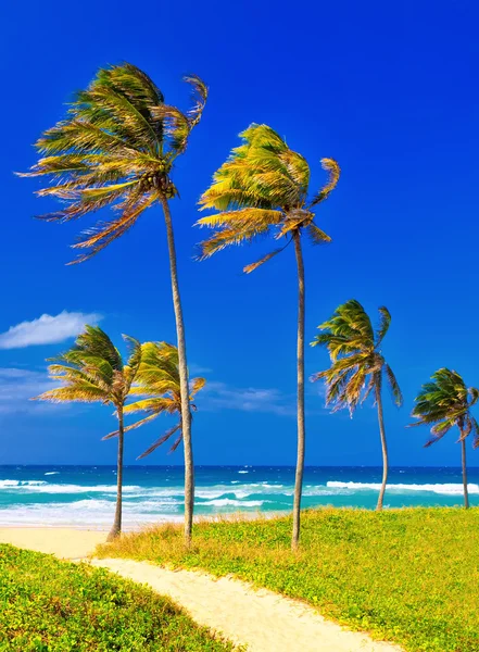 A praia em Cuba em um belo dia de verão — Fotografia de Stock