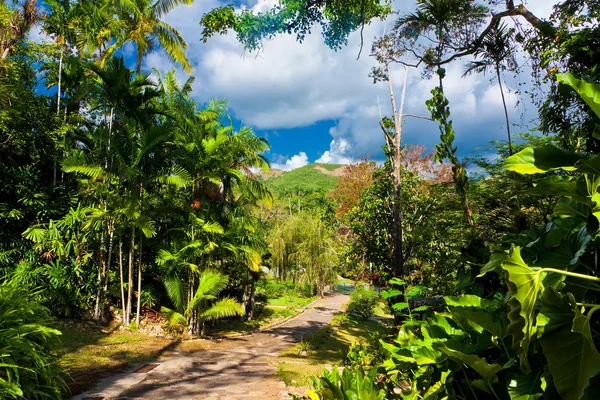 Bosque tropical en cuba — Stok fotoğraf