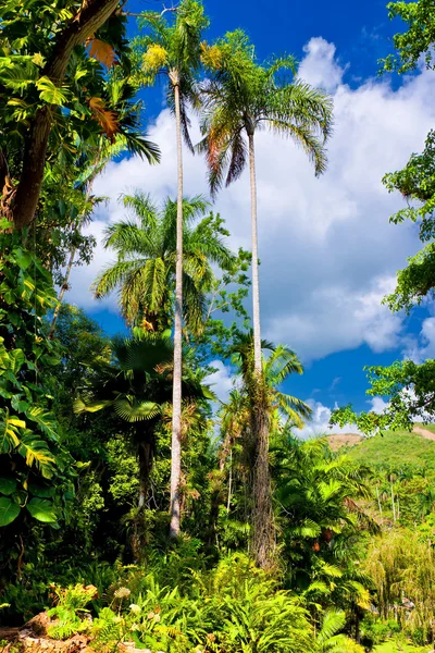 Floresta tropical em Cuba — Fotografia de Stock