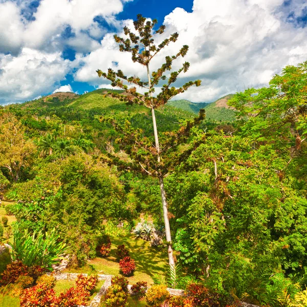 View from the Soroa botanic garden in Cuba — Stock Photo, Image