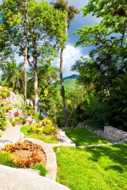 bosque tropical en cuba