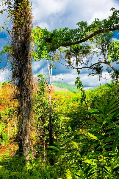 Tropenwald auf Kuba — Stockfoto