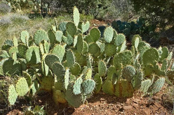 stock image Prickly Pear Cactus