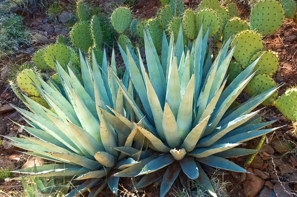 Agave y Cactus de pera espinosa Imagen de archivo