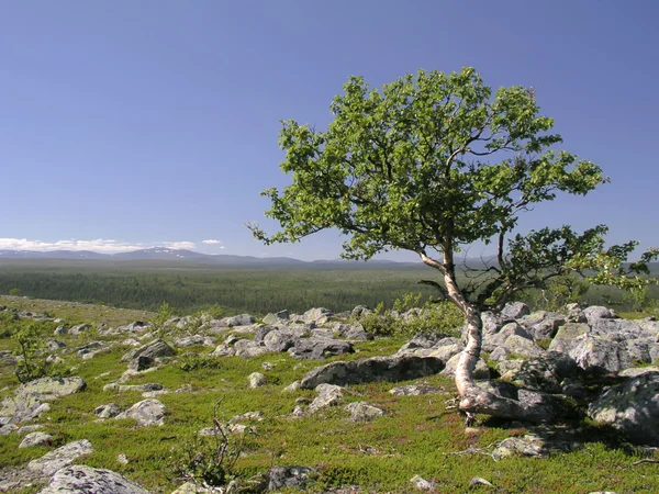 Berg träd — Stockfoto