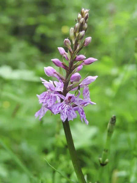 Spotted-orchids — Stock Photo, Image