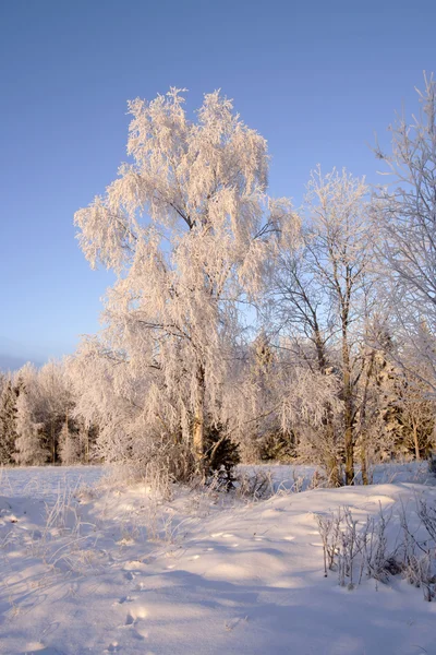 Paesaggio invernale — Foto Stock