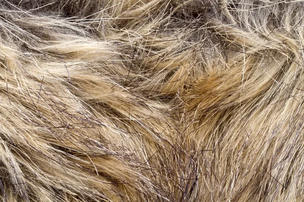 オオヤマネコの毛皮 — ストック写真