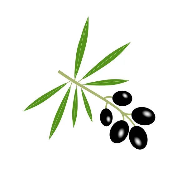 Olive branch — Wektor stockowy