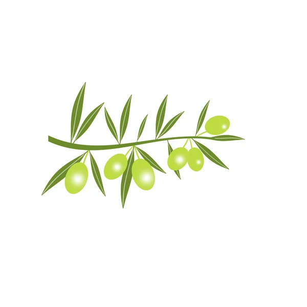 Silhouette of green olive branch — Stockvector