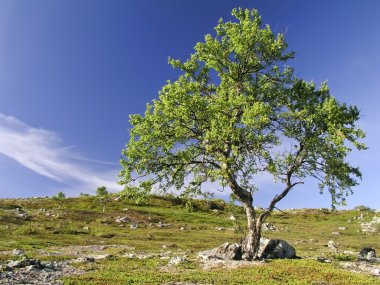 ağaç ve gökyüzü