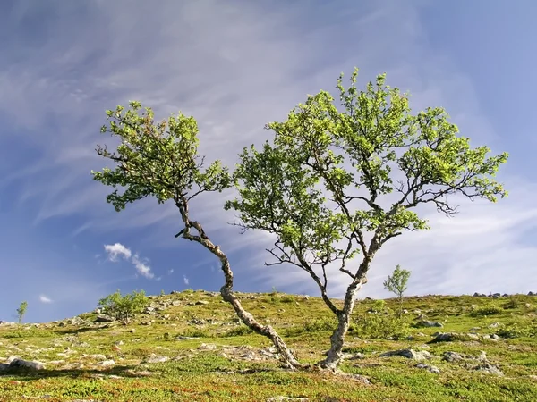 Strom a obloha — Stock fotografie