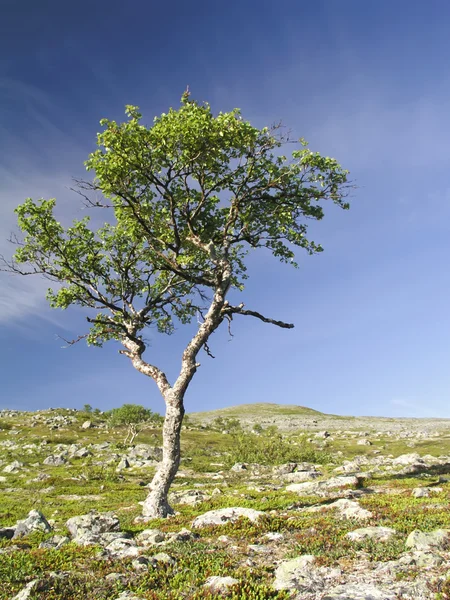 Ağaç ve gökyüzü — Stok fotoğraf