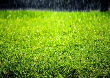 Raining on Green Lawn clipart