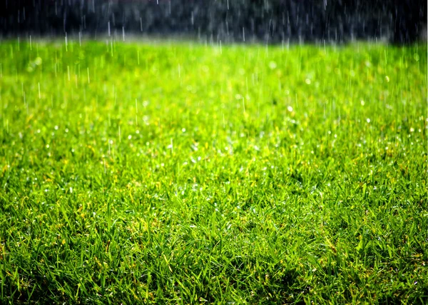 Llueve sobre césped verde —  Fotos de Stock