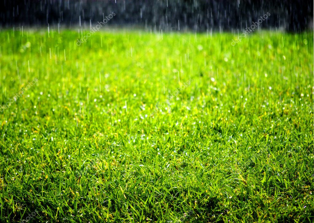 Rain Falling On Grass