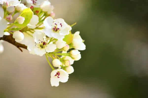 Spring Blossoms — Stock Photo, Image