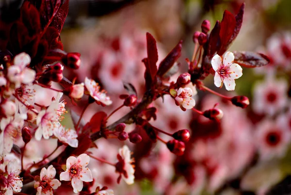 Roze kersenbloesem in de lente — Stockfoto