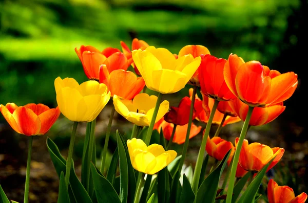 Tulipanes de primavera —  Fotos de Stock