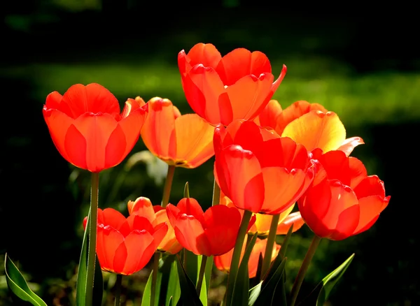 Tulipany wiosenne — Zdjęcie stockowe