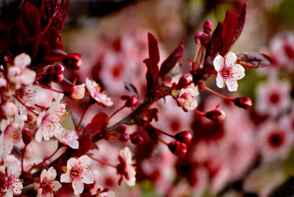 Cerezo rojo japones fotos de stock, imágenes de Cerezo rojo japones sin  royalties | Depositphotos