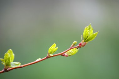 Bahar yaprakları