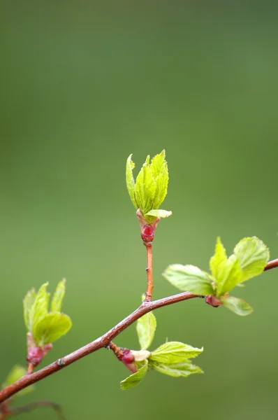 Jarní listí — Stock fotografie