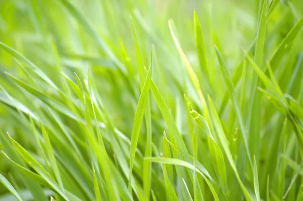Saftiger grüner Rasen — Stockfoto
